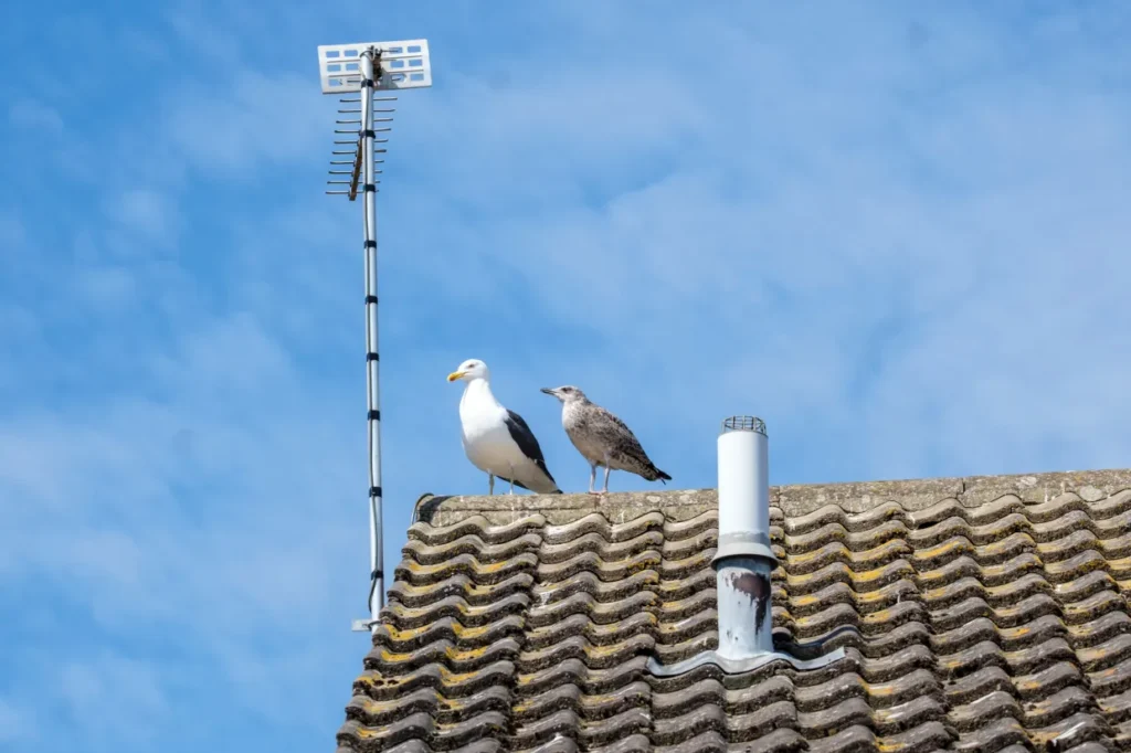 Aggressive Seagulls Force Royal Mail to Stop Deliveries in Norfolk