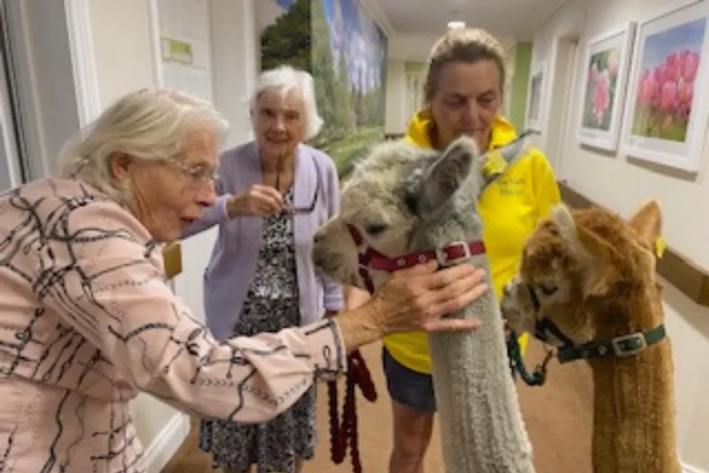 Alpacas Bring Smiles, Laughter to Wilton Place Care Home