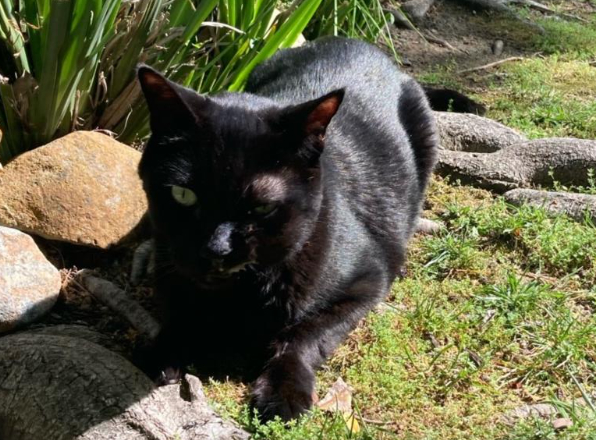 Norfolk Cat Beats Deadly Cancer After Breakthrough Medical Trial