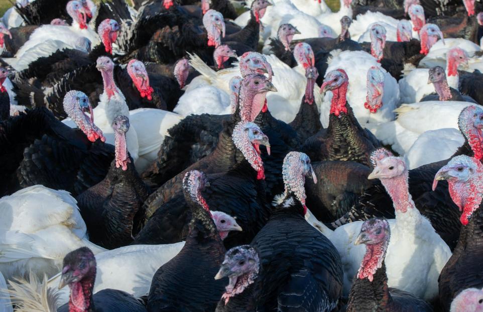 Bird Flu Confirmed at Second Poultry Farm in Norfolk