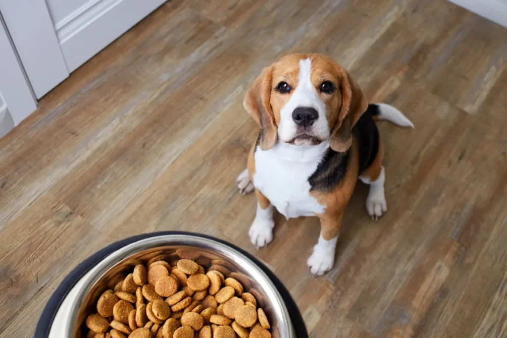 Pet Diets Under Scrutiny as Study Finds Dog Food Emissions Can Rival Human Diets