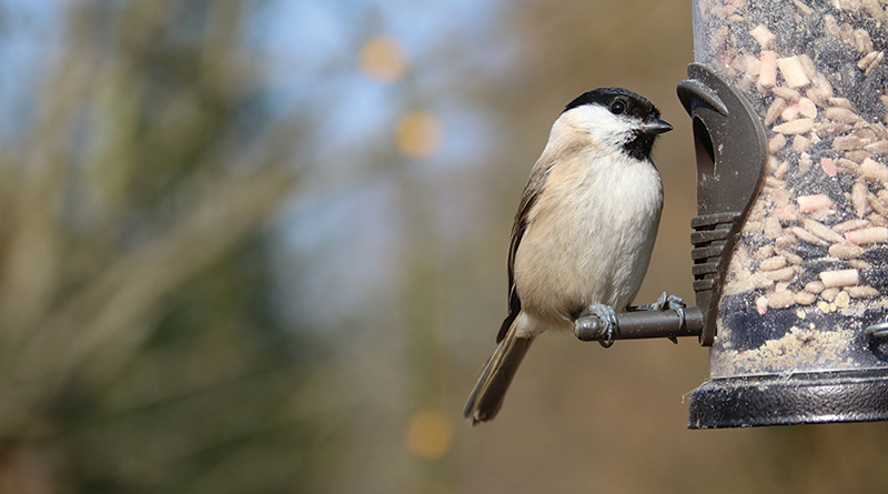 Big Garden Birdwatch Returns as Care Homes Join Nationwide Wildlife Count